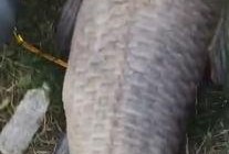 青鱼视频在线观看国产,青鱼视频带你领略国产影视魅力