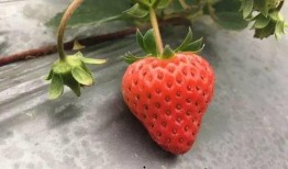 国产视频草莓,甜蜜滋味，映照时代光影